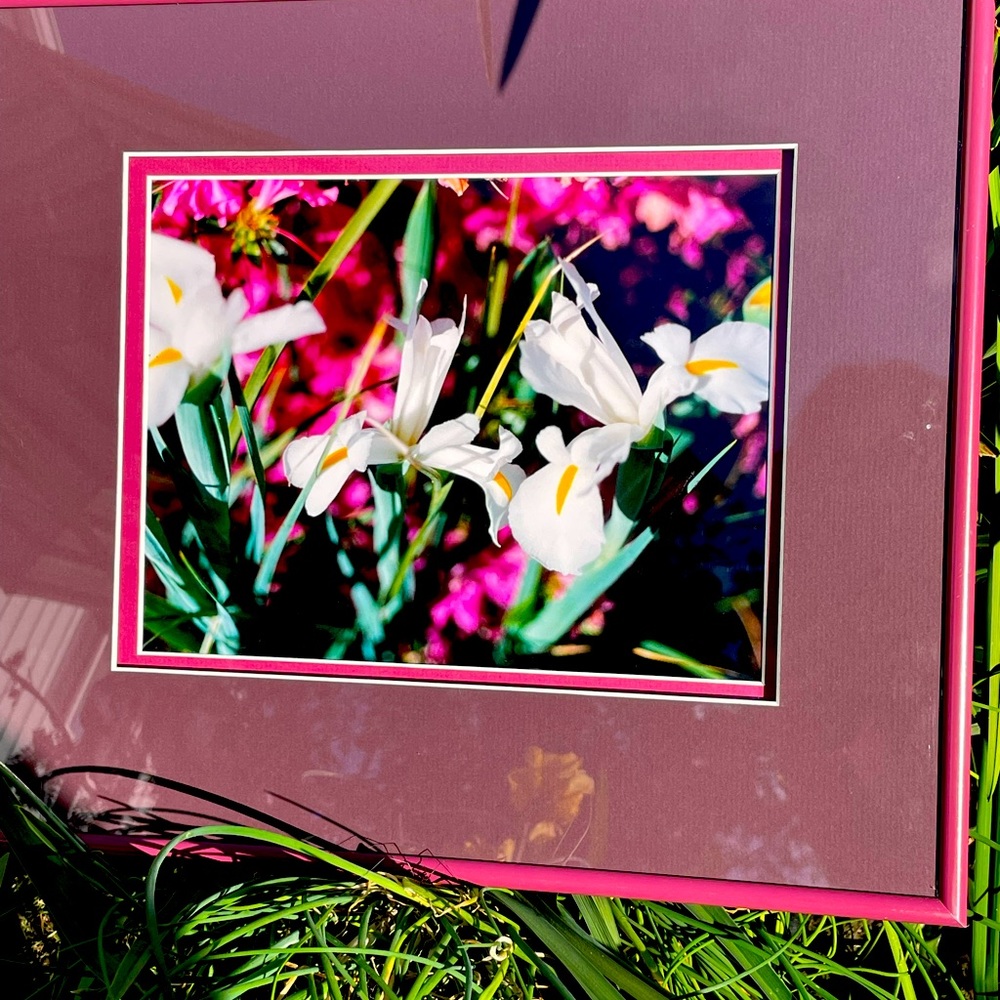 Original photography framed White Irises